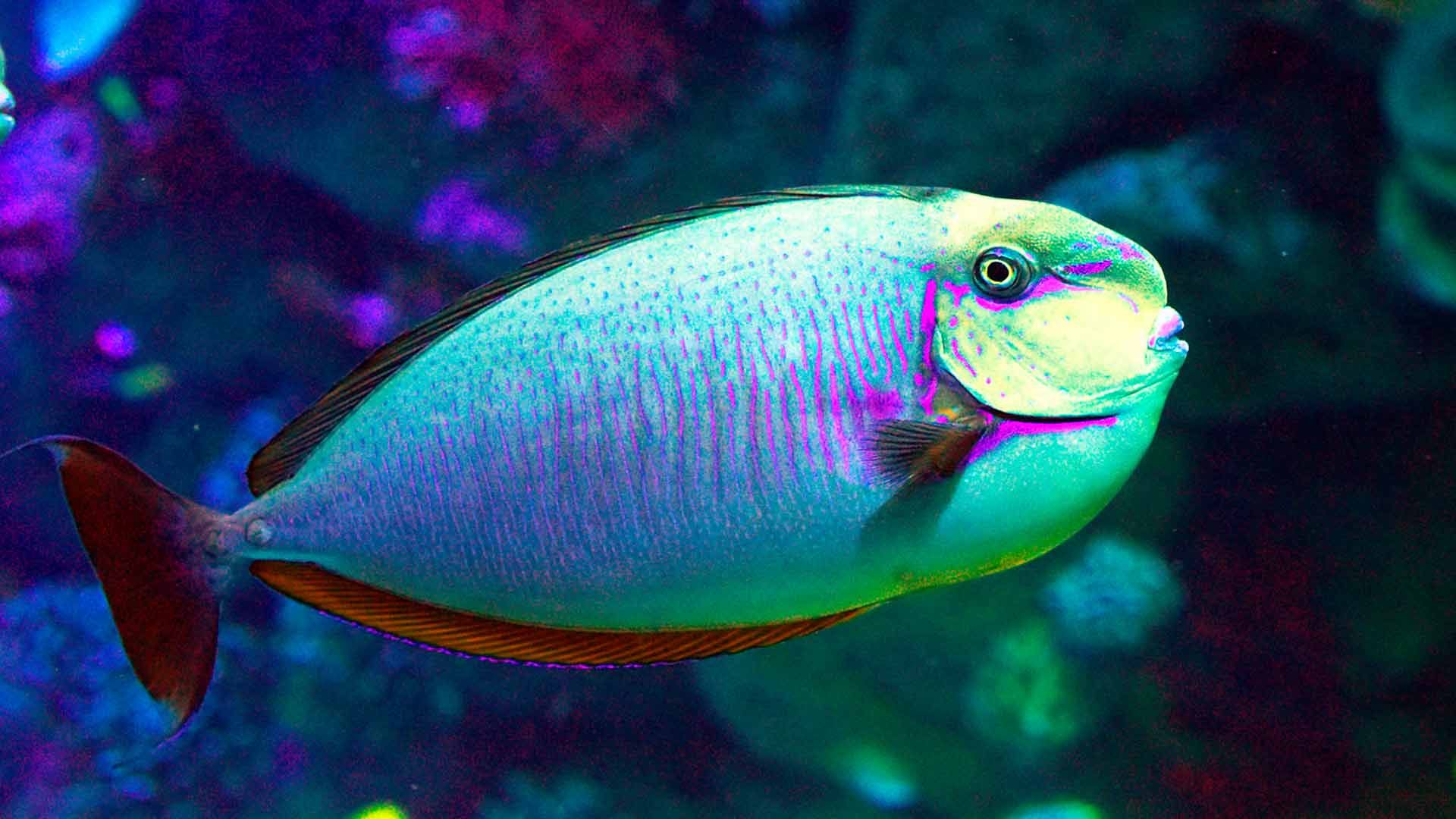 Bignose unicornfish Poema Del Mar Aquarium Gran Canaria