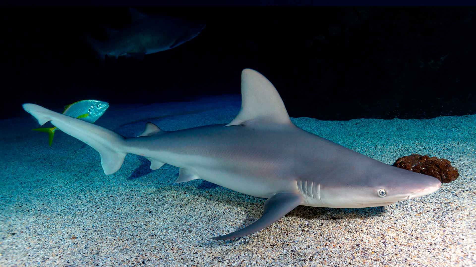 Bull Shark