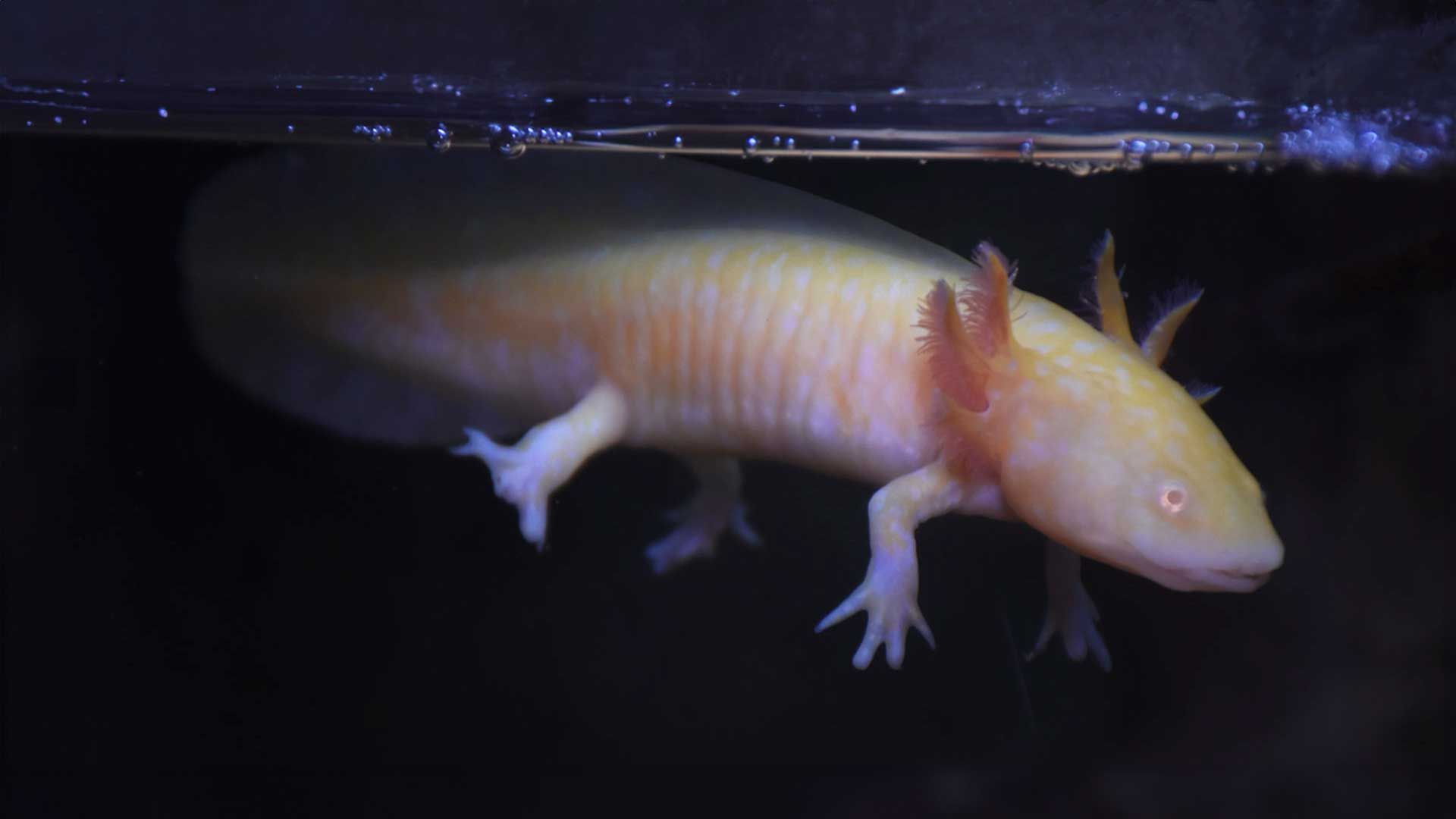 Mexican Axolotl