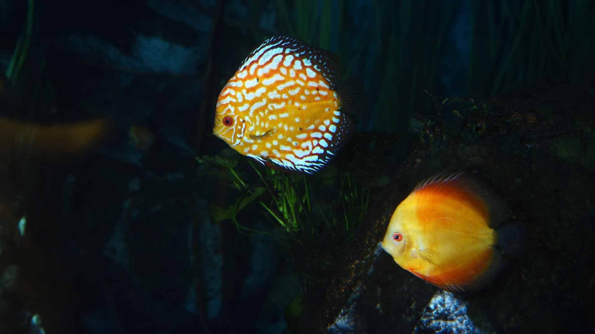 Discus Fish