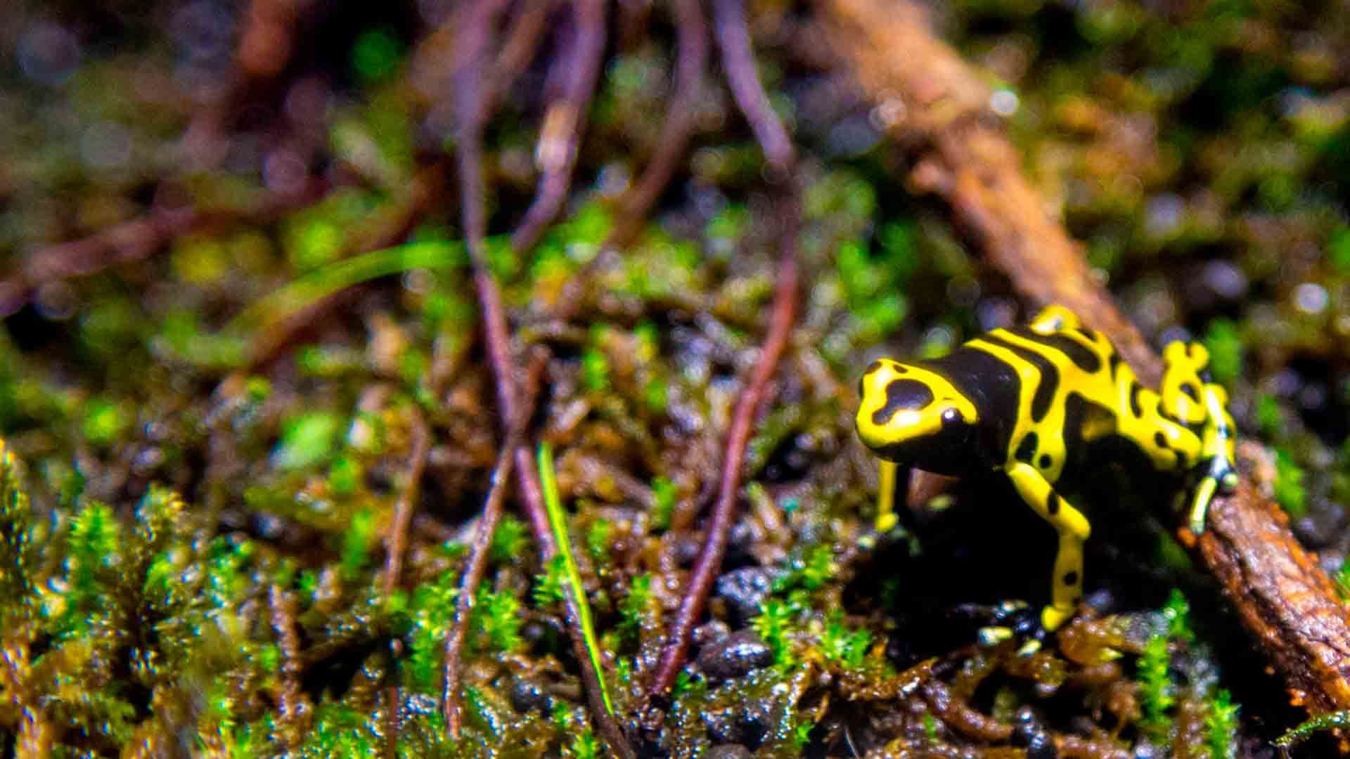 Yellow Banded Poison Dart Frog