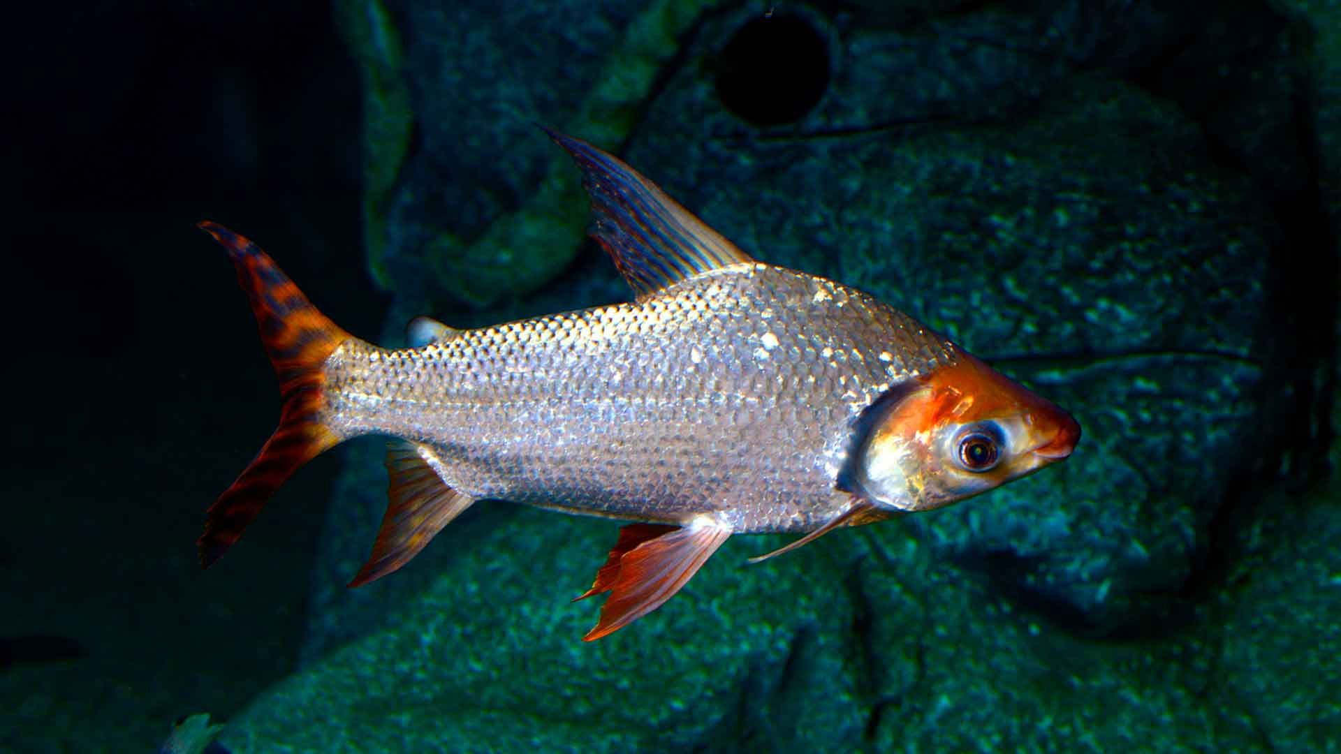 Pez cola de bandera Poema Del Mar Acuario Gran Canaria