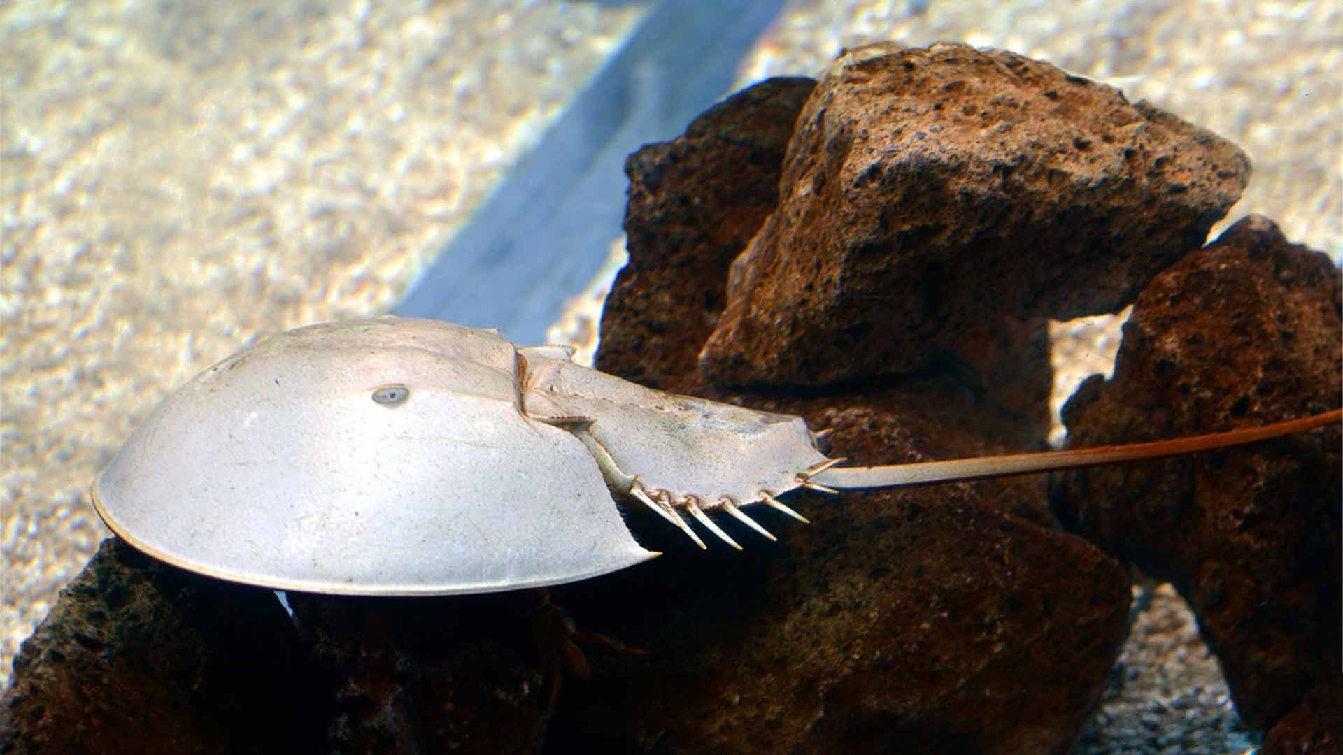 Horseshoe Crab