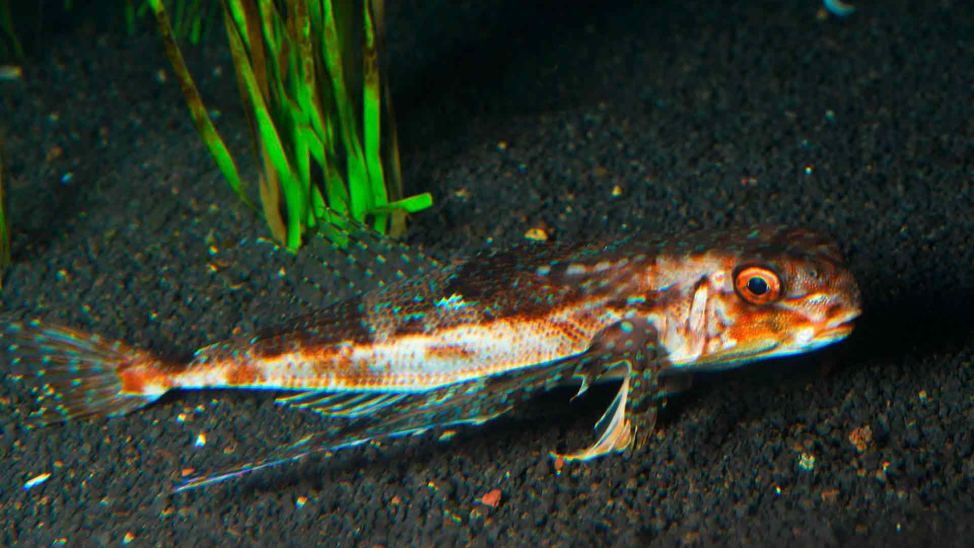 Flying Gurnard