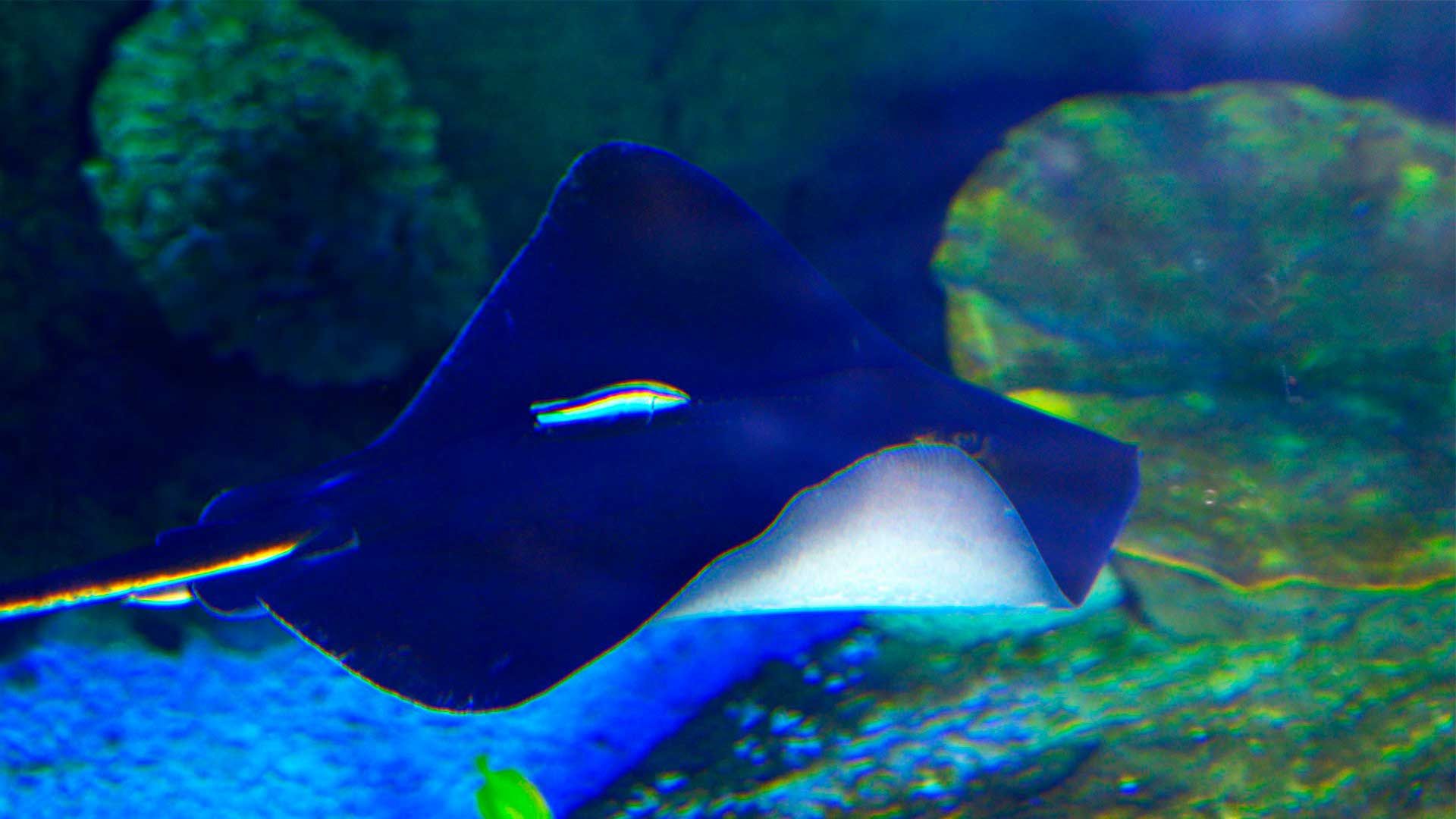 Atlantic Stingray