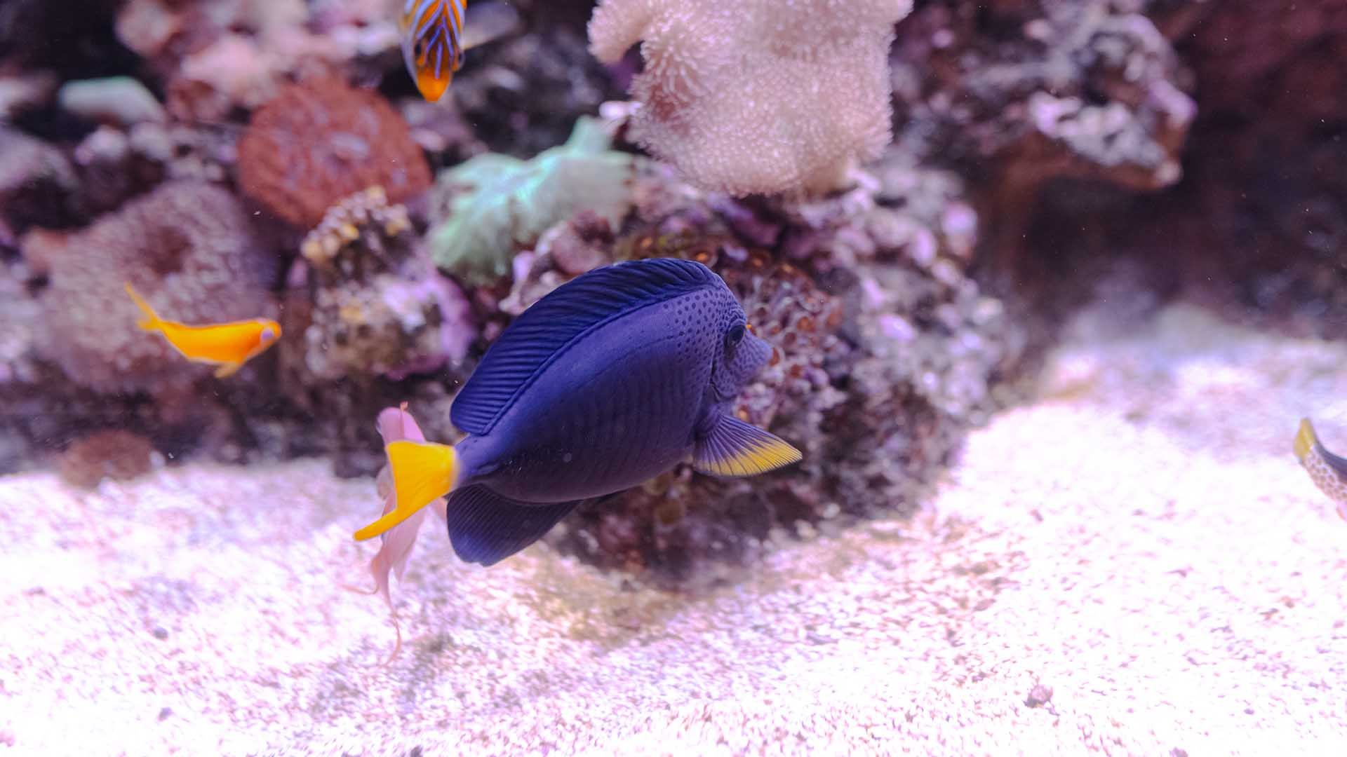 Blauer Segelflossendoktor Poema Del Mar Aquarium Gran Canaria