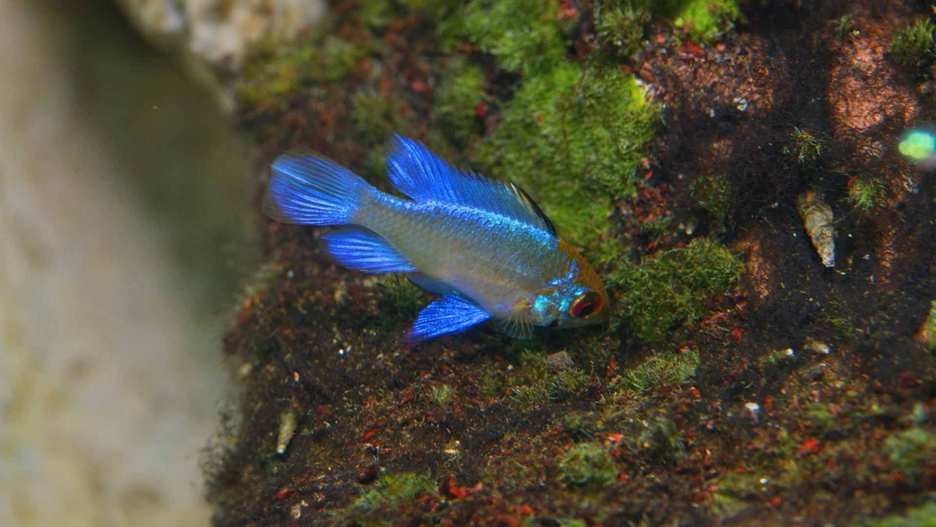 Butterfly Cichlid