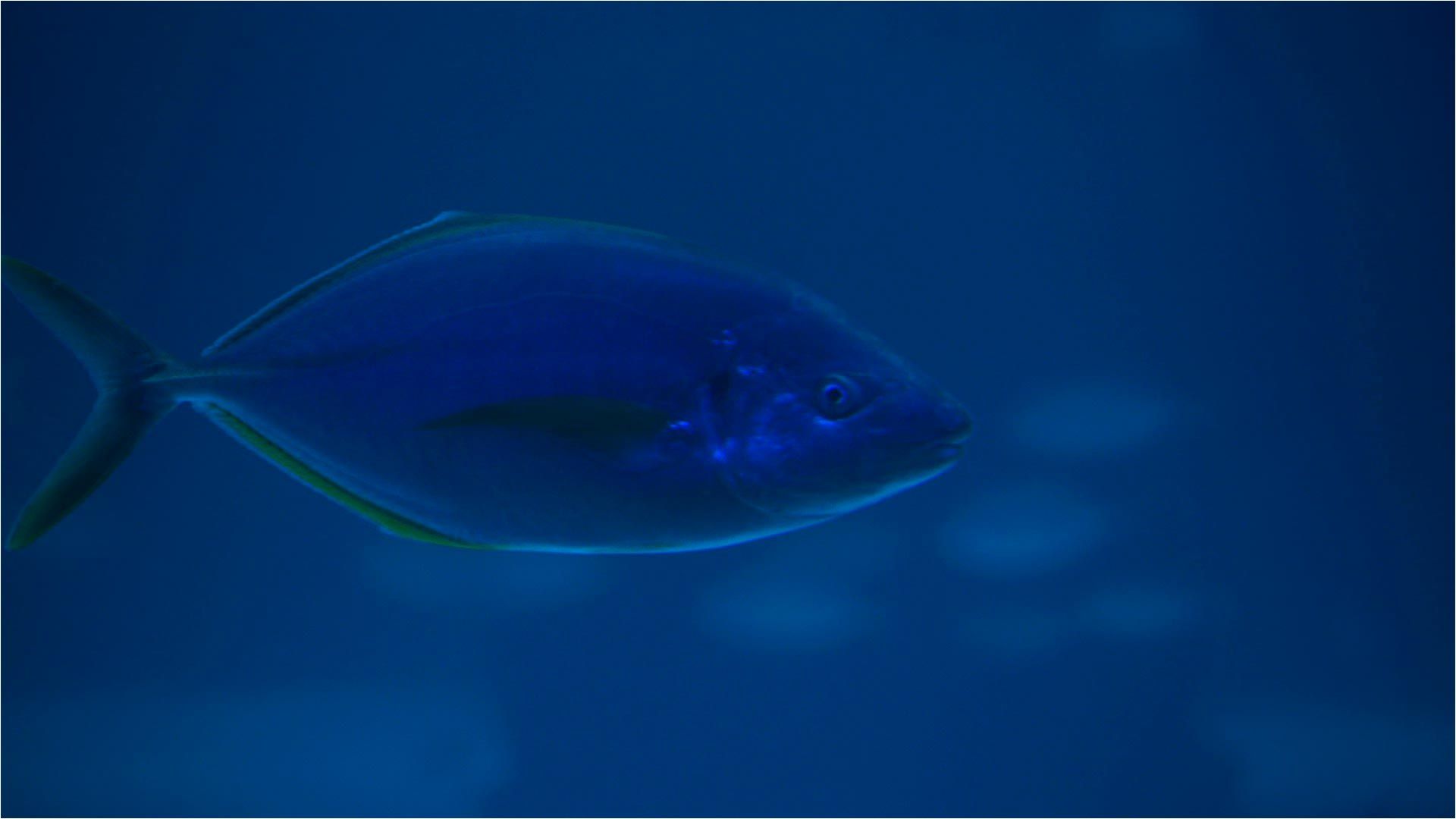 Palometa Fish