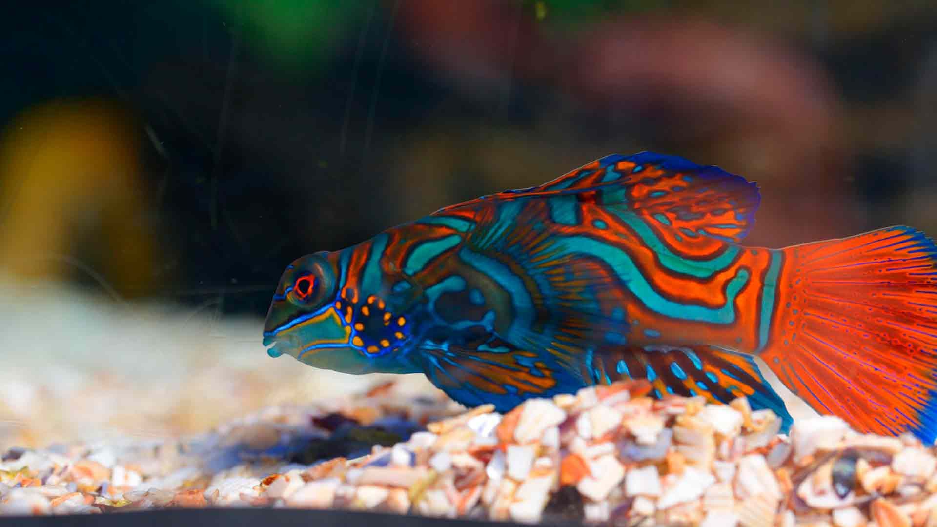 Mandarinfish