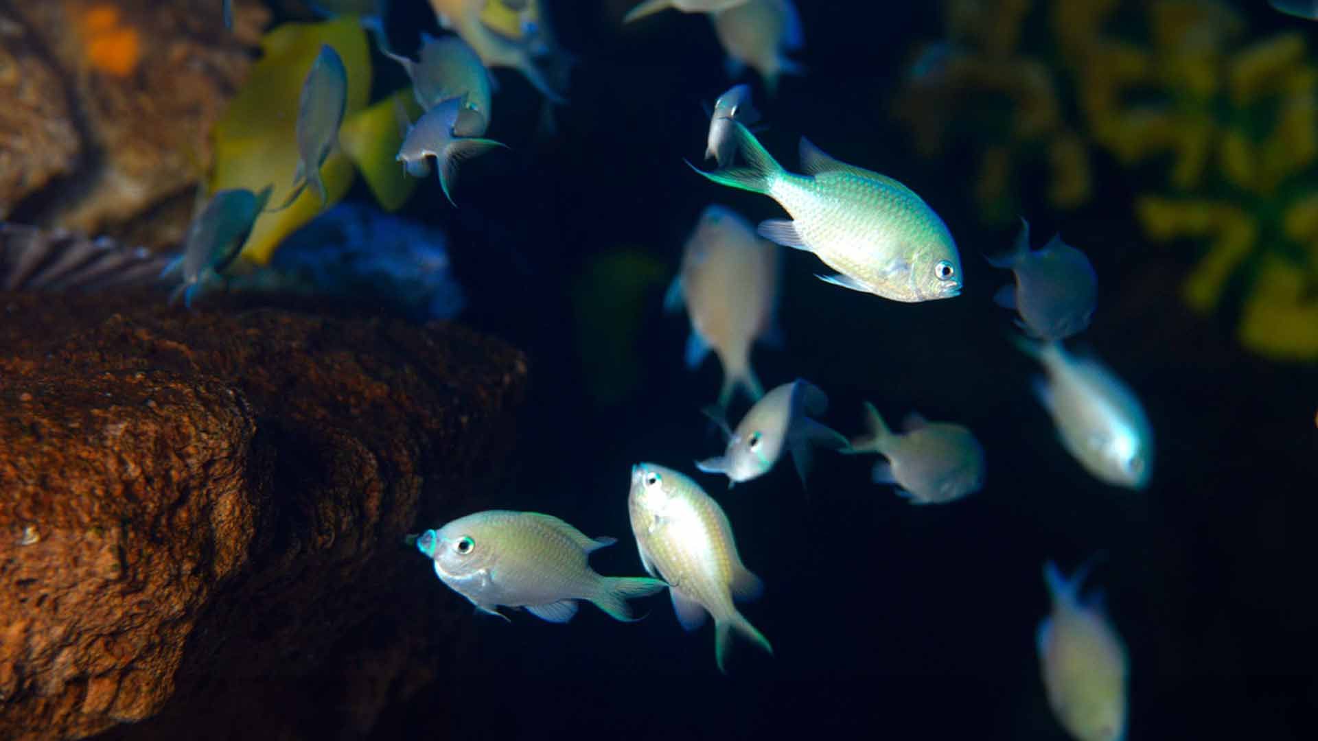 Green Damselfish Poema Del Mar Aquarium Gran Canaria