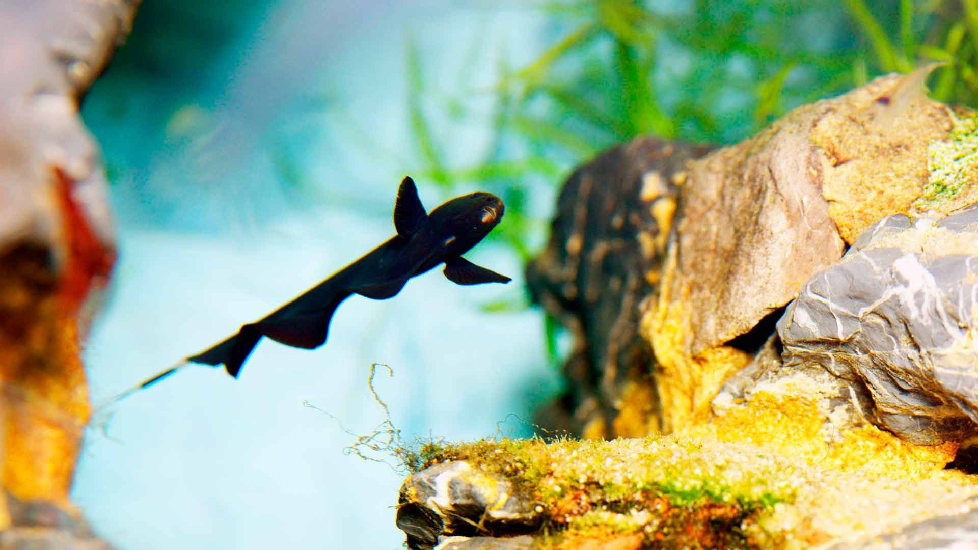 Black Ghost Knifefish