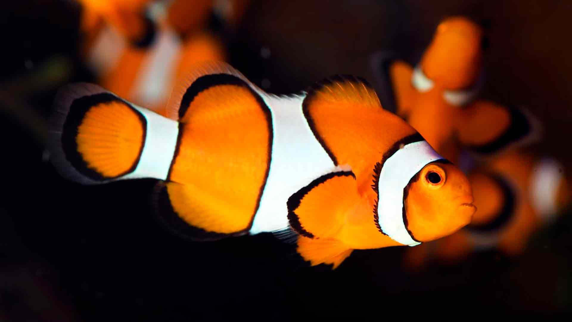 Clownfisch Poema Del Mar Aquarium Gran Canaria