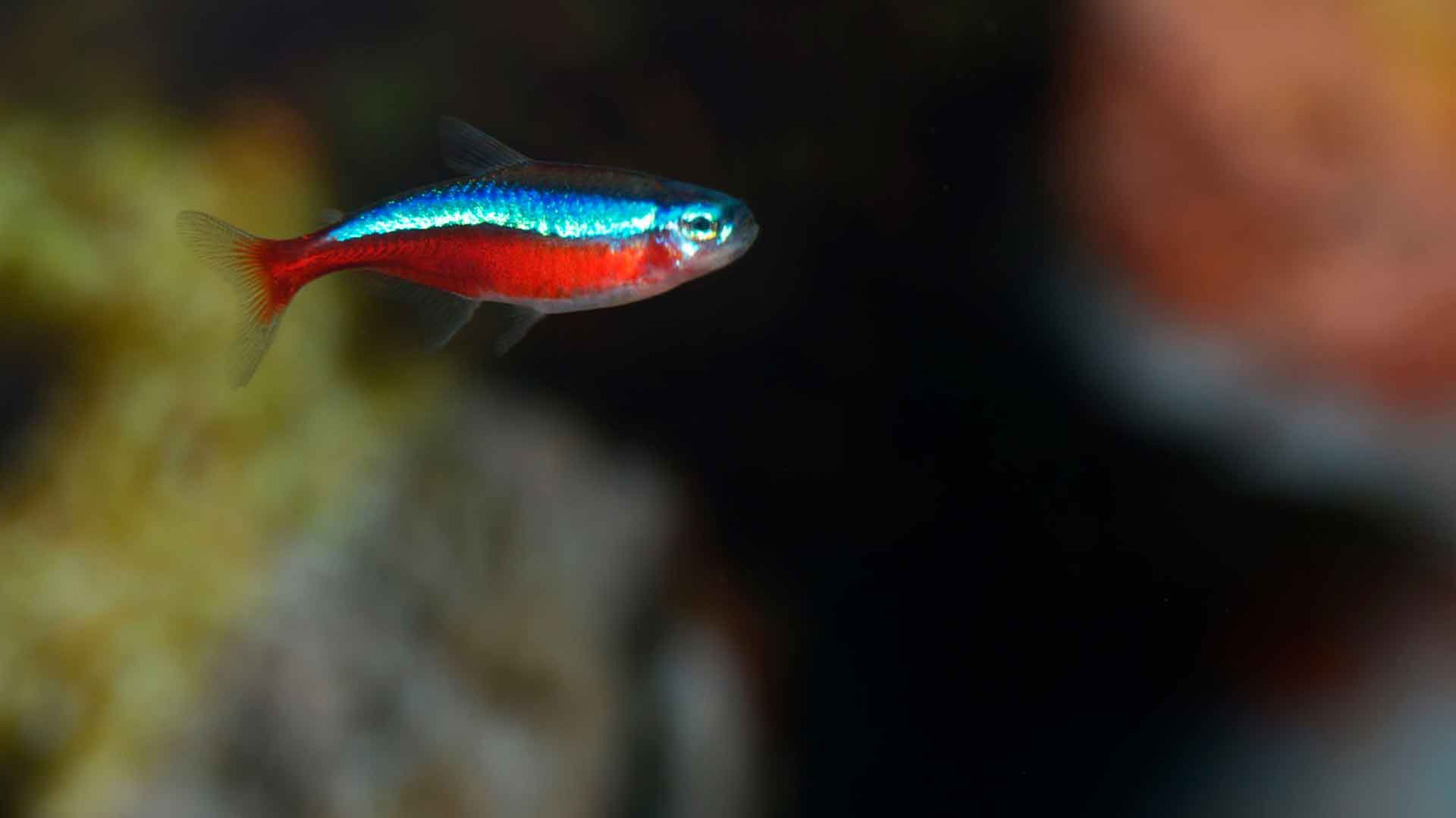 Cardinal Tetra