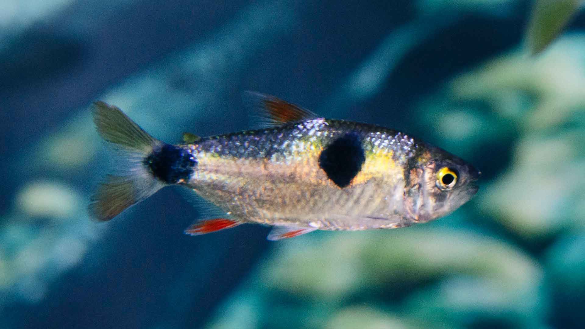 Bucktooth Tetra