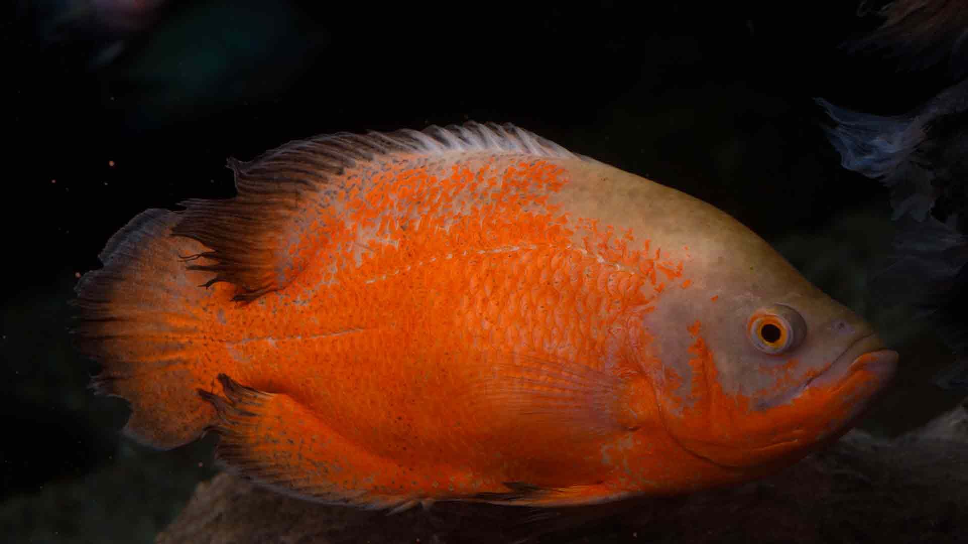 Marble Cichlid