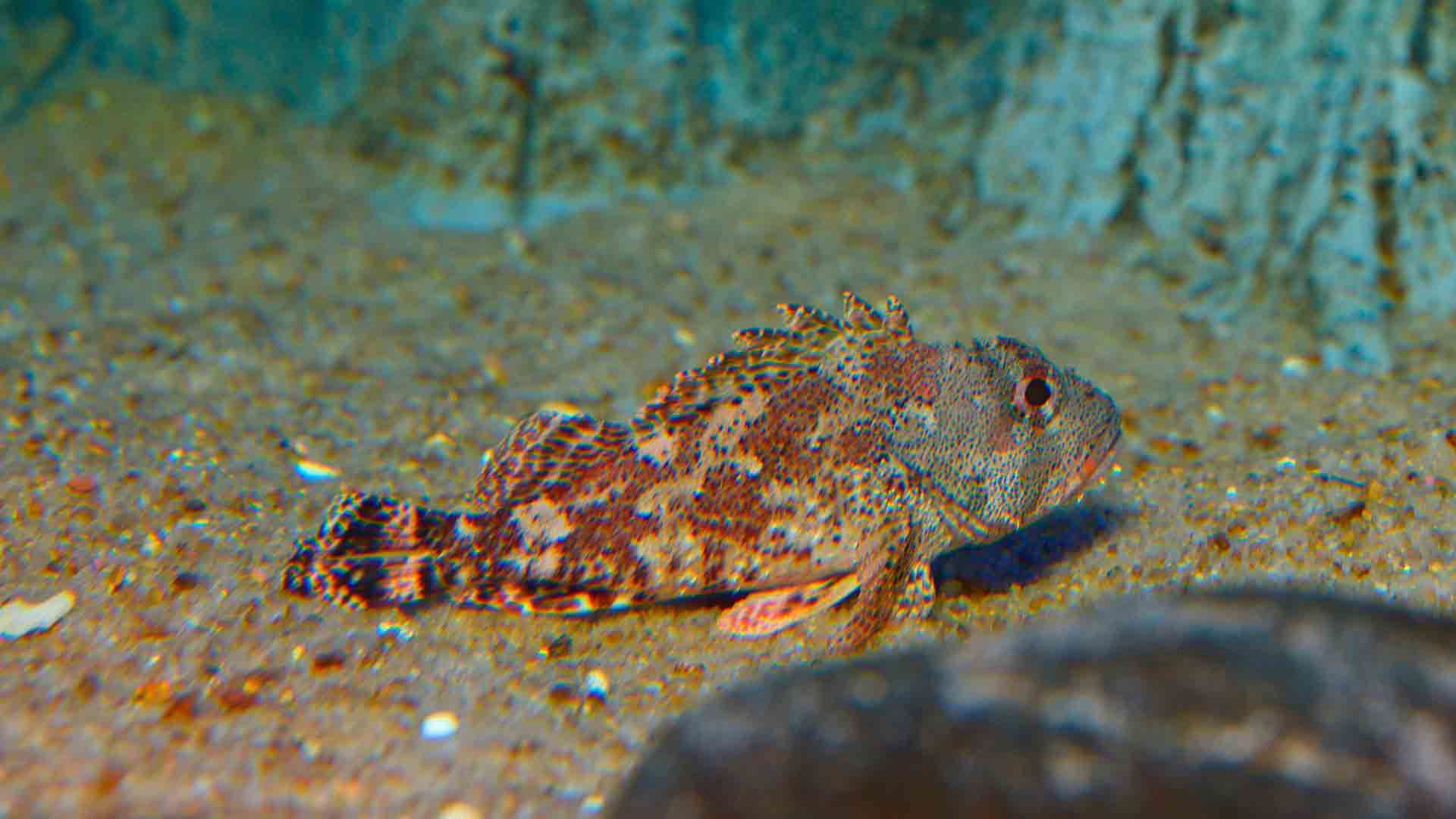 Black Scorpionfish