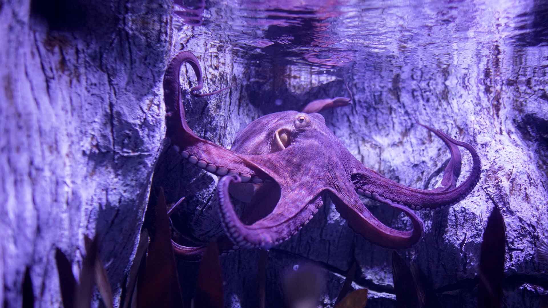 Pulpo Común Poema Del Mar Acuario Gran Canaria