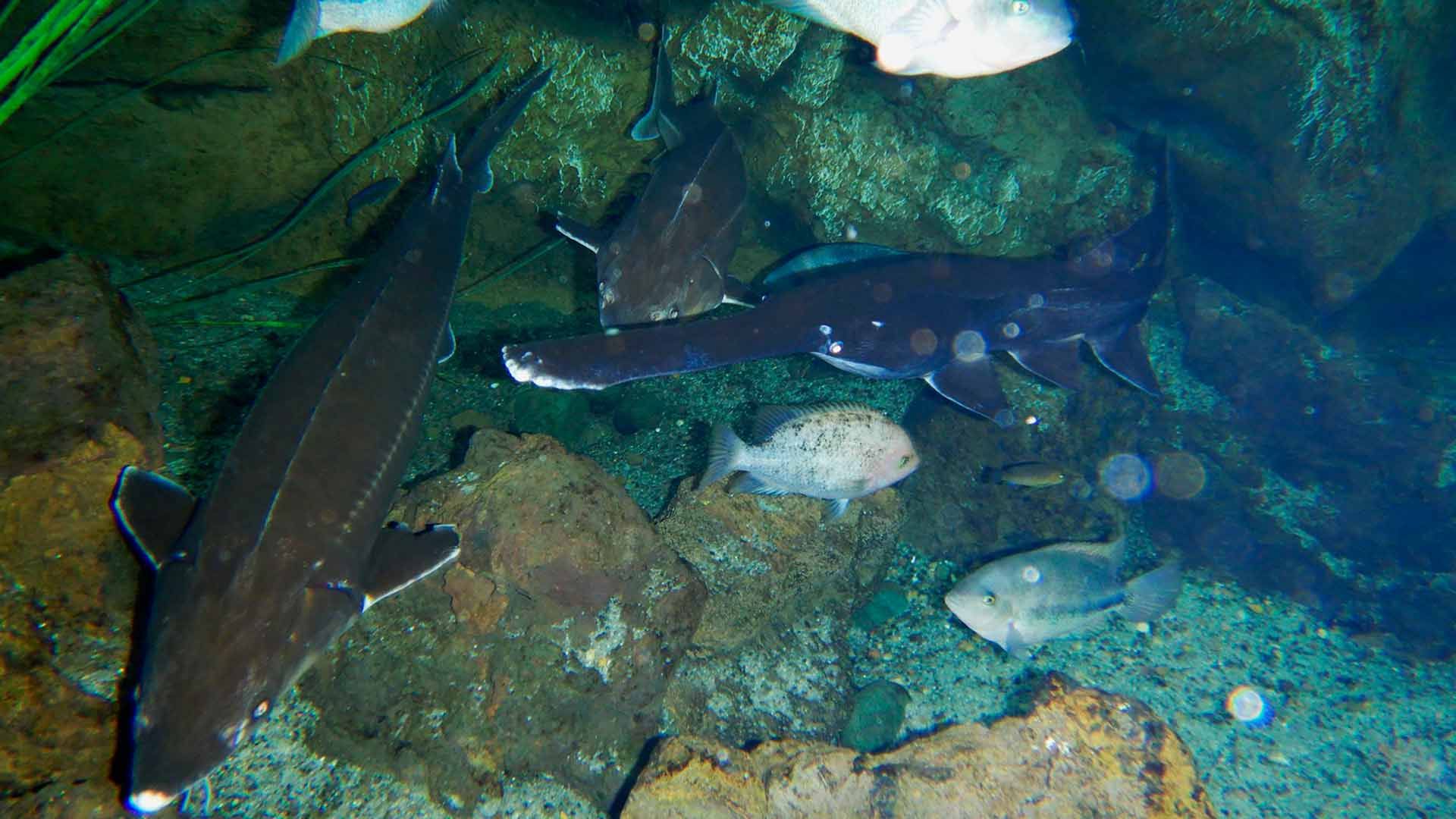 American Paddlefish