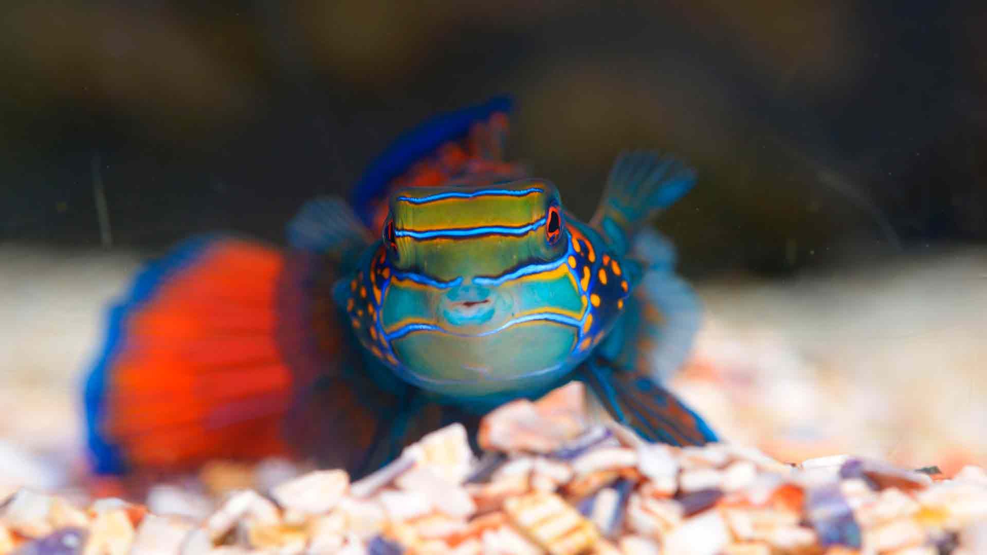 Mandarinfish