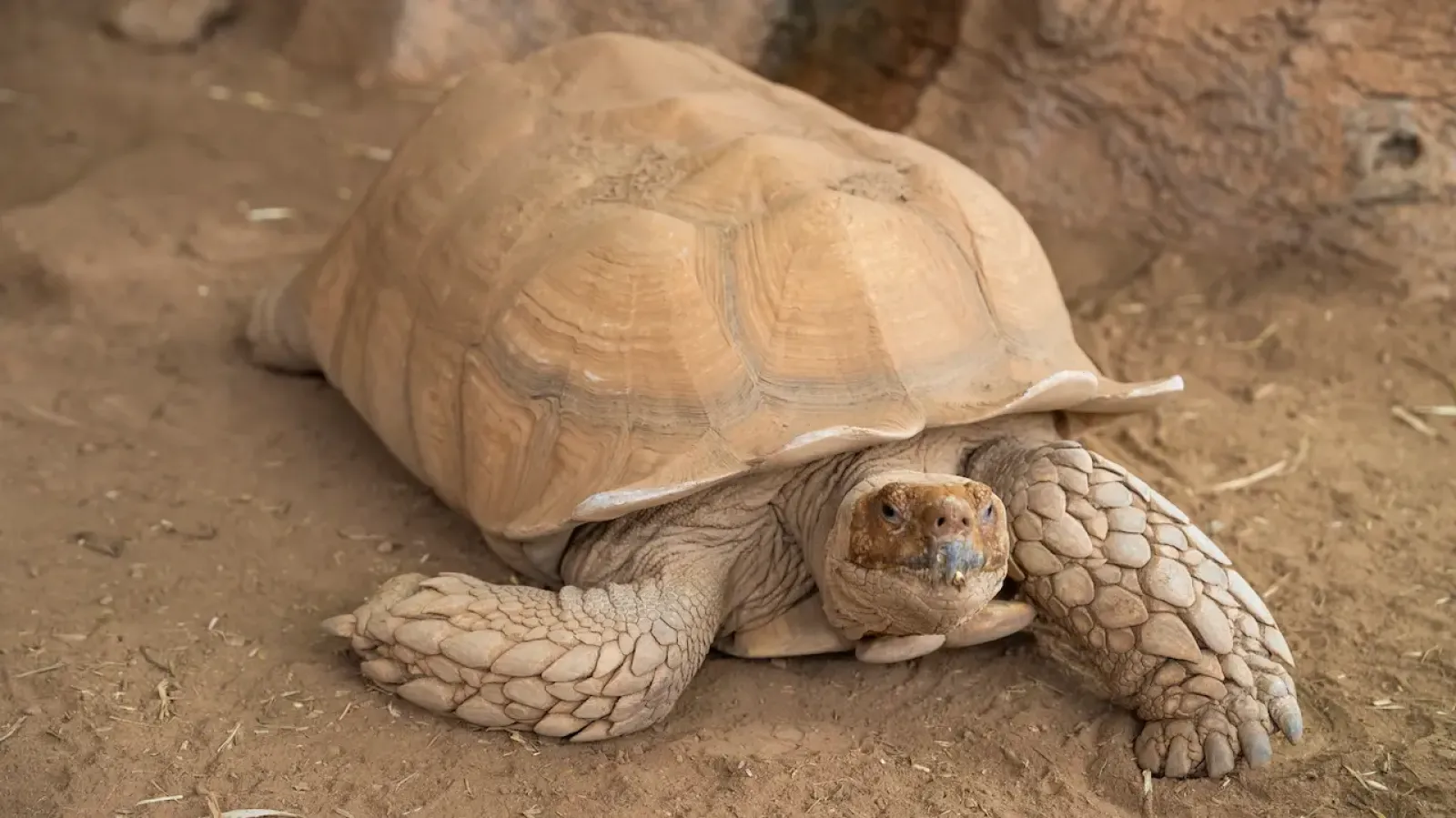 African Spurred Tortoise (Centrochelys sulcata)