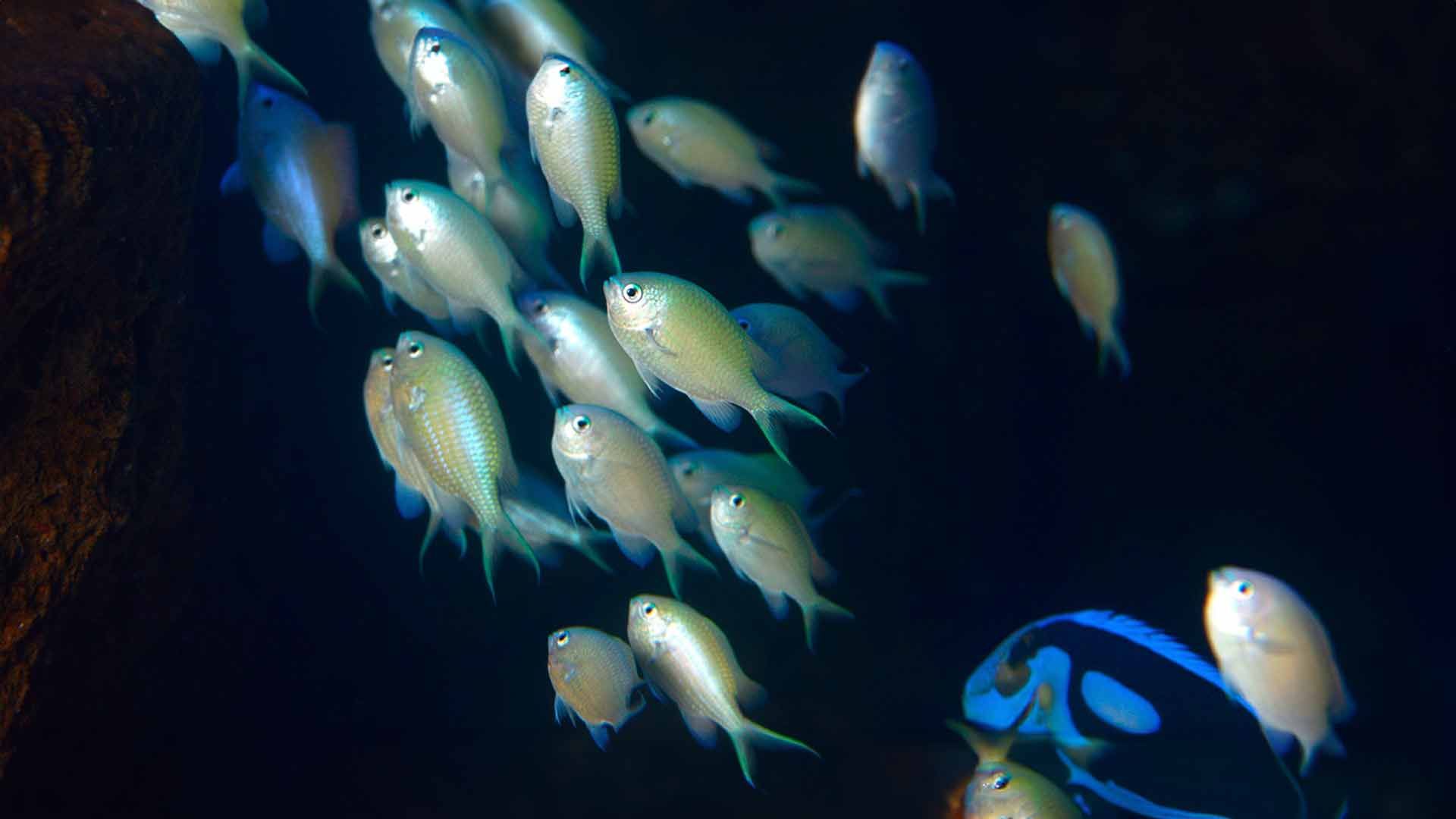 Green Damselfish