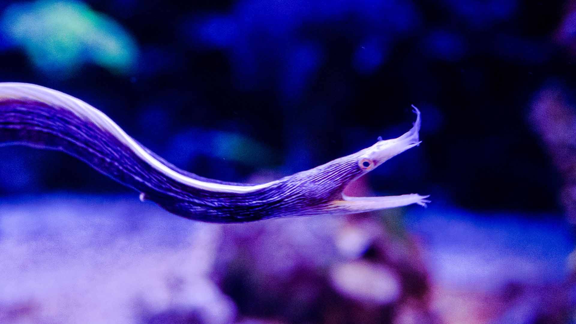 Ribbon moray Poema Del Mar Aquarium Gran Canaria