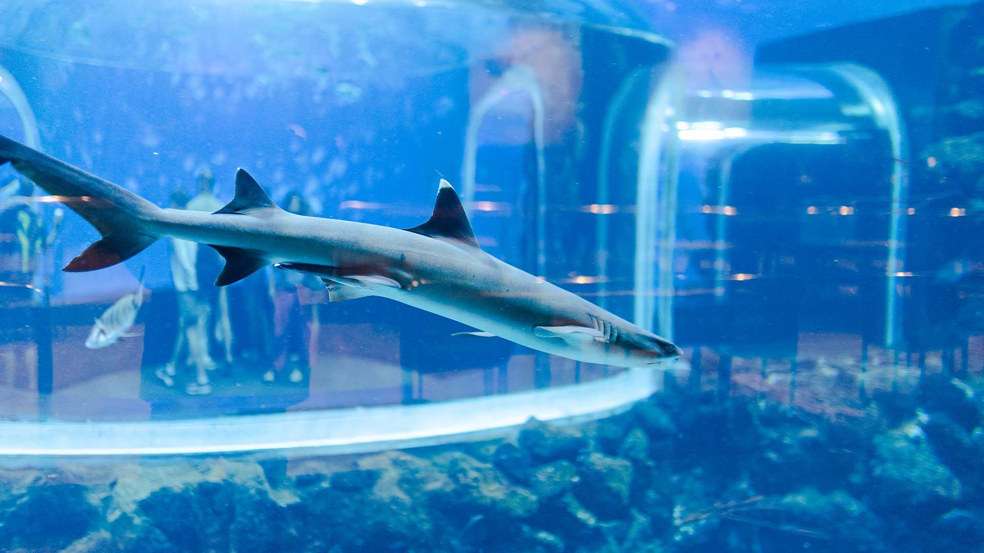 Tiburón puntas blancas Poema Del Mar Acuario Gran Canaria