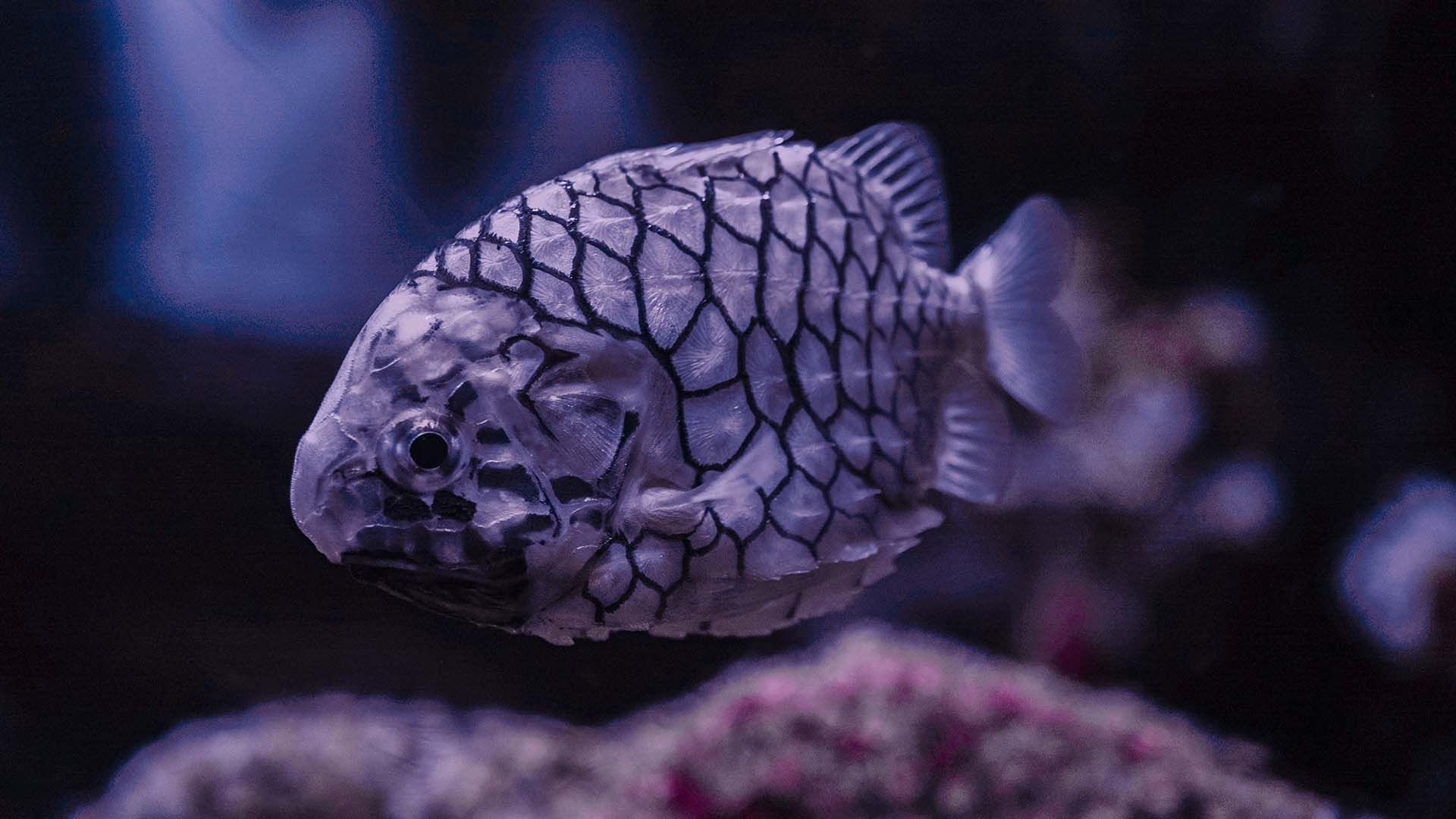 Pez piña Poema Del Mar Acuario Gran Canaria