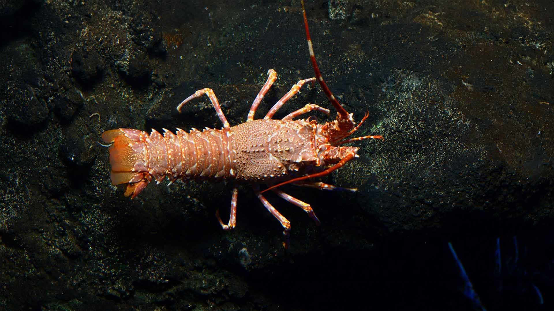 Pink Spiny Lobster