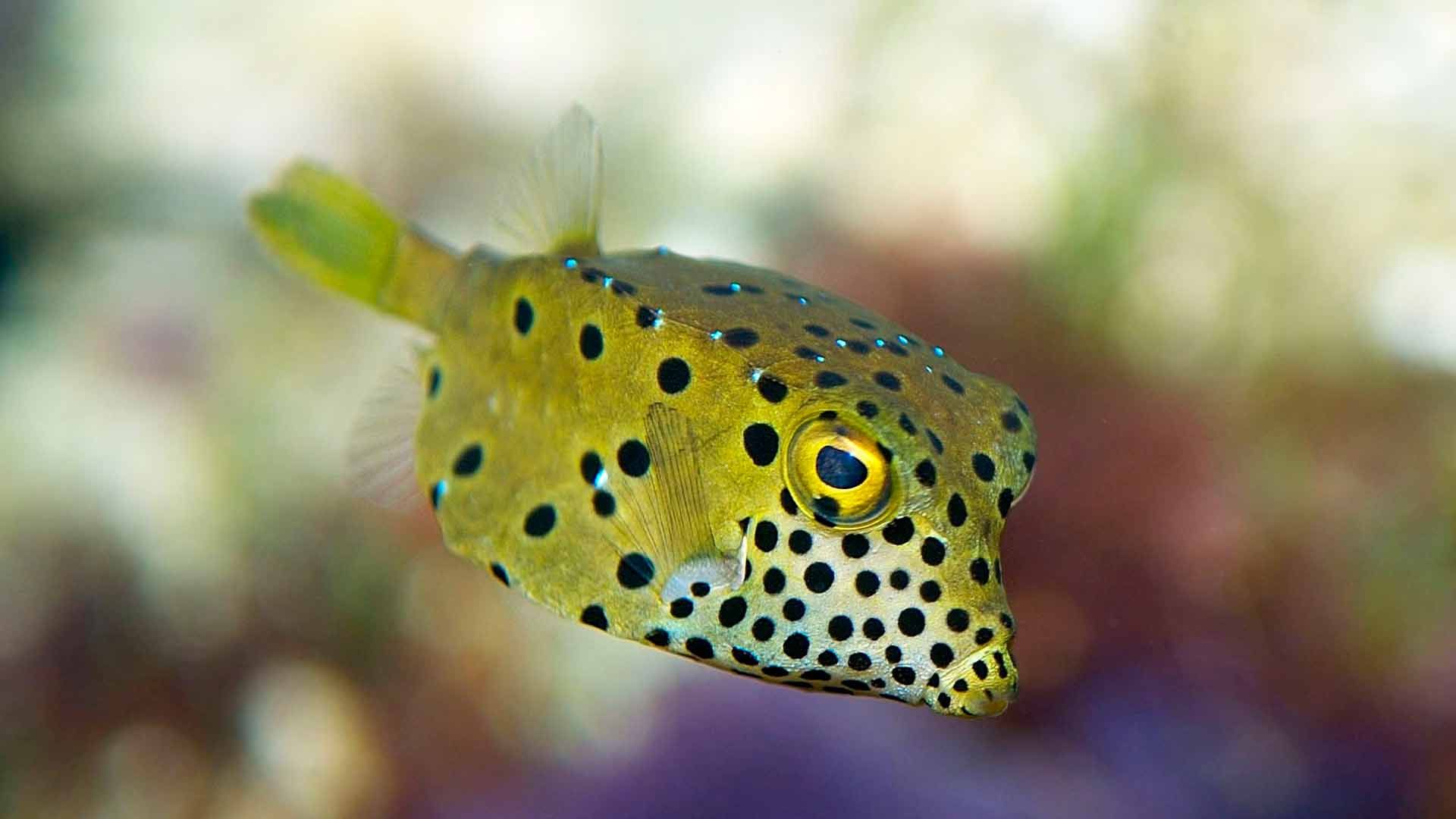 Smooth Trunkfish