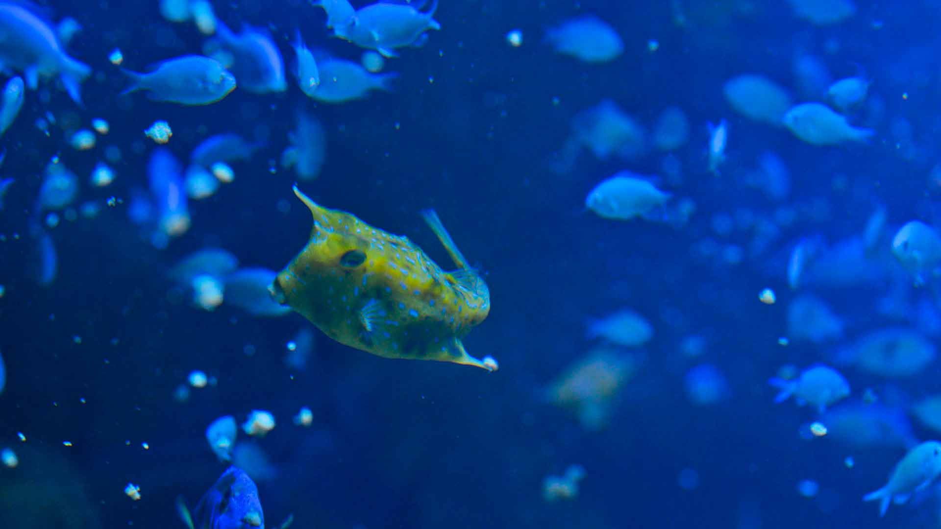 Longhorn Crowfish