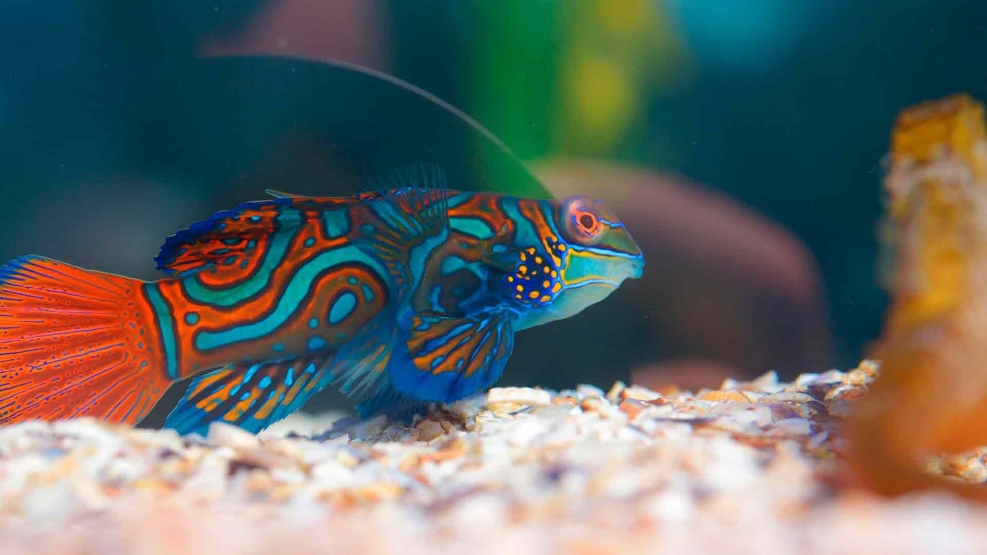 Mandarinfish