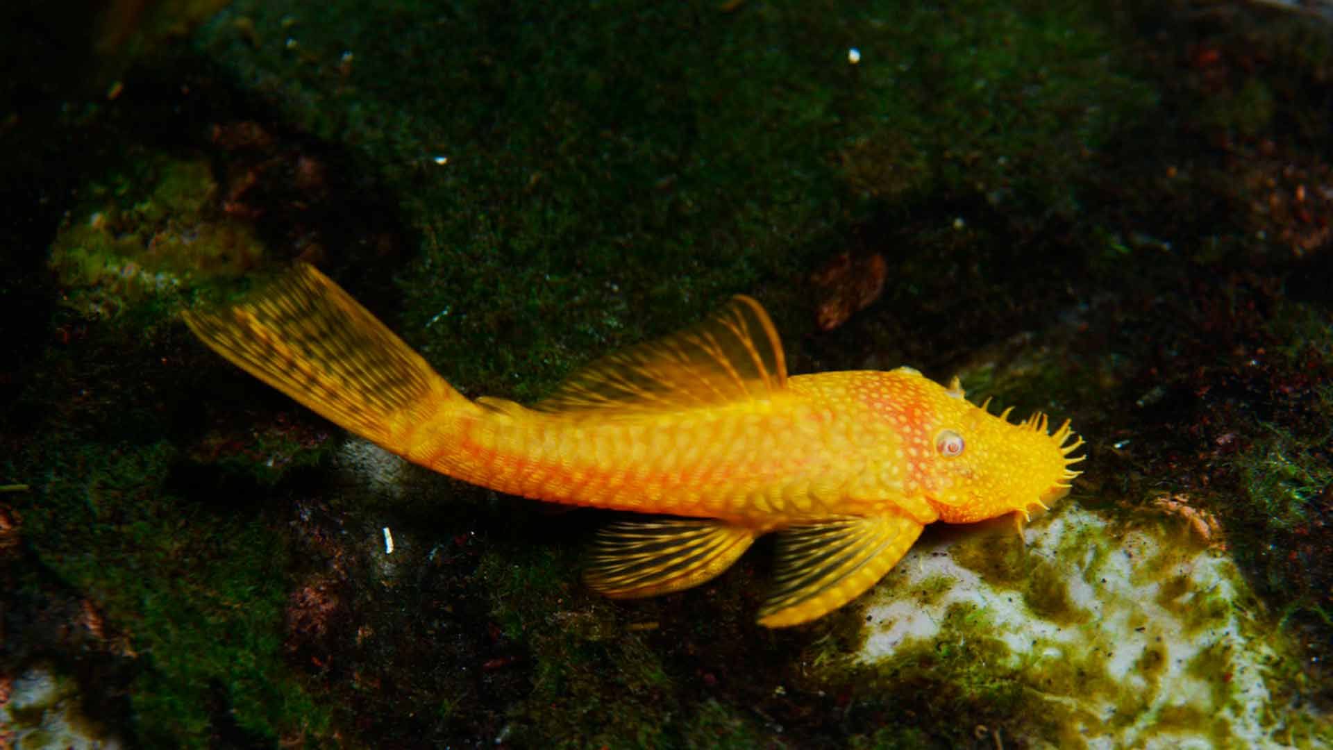 Pleco Barbudo