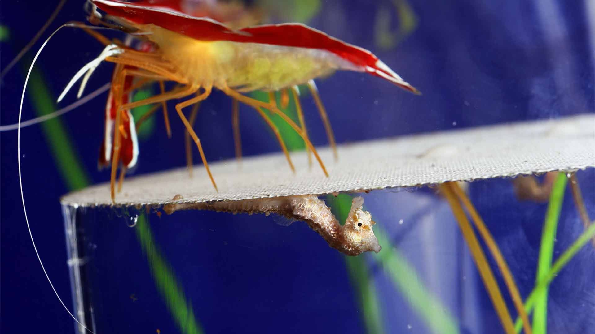 Scarlet Cleaner Shrimp