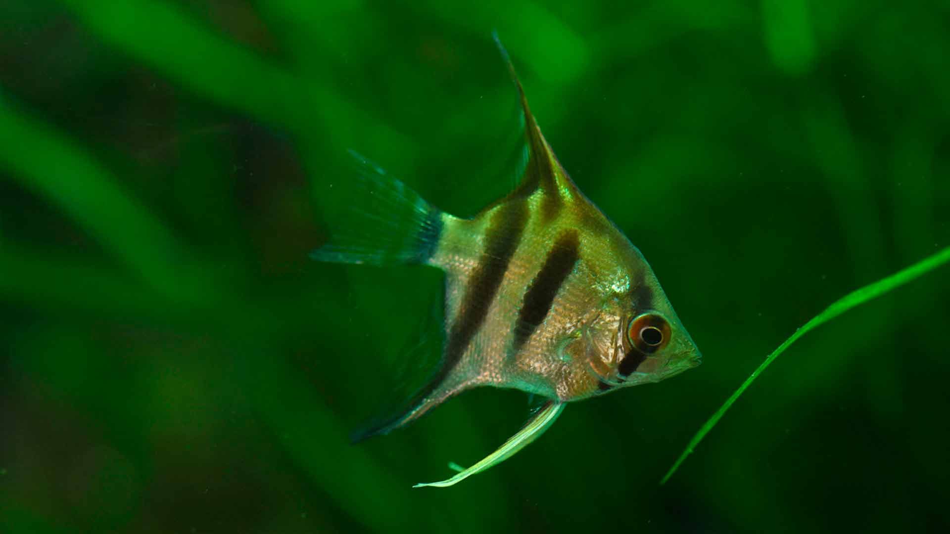 Angelfish