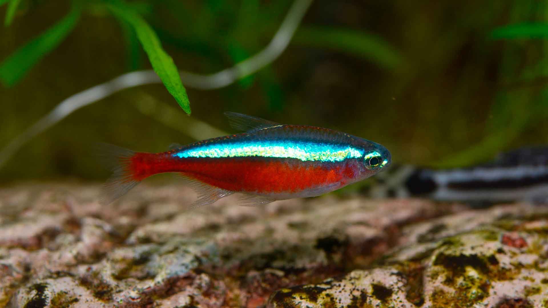 Tetra Cardenal Poema del Mar Acuario Gran Canaria