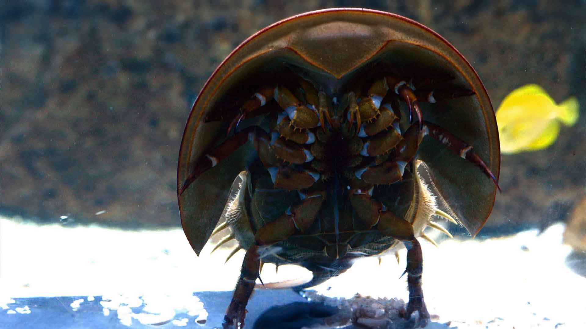 Horseshoe Crab