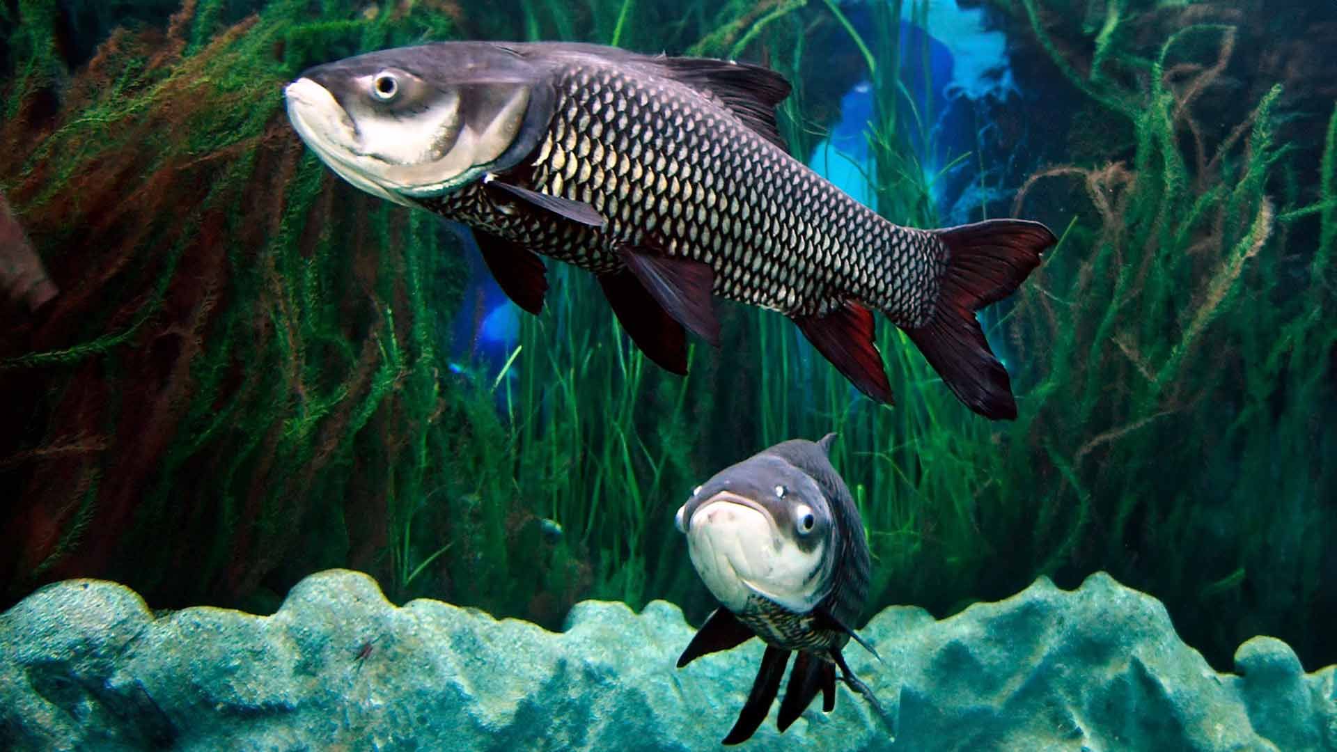 Siamese Giant Carps