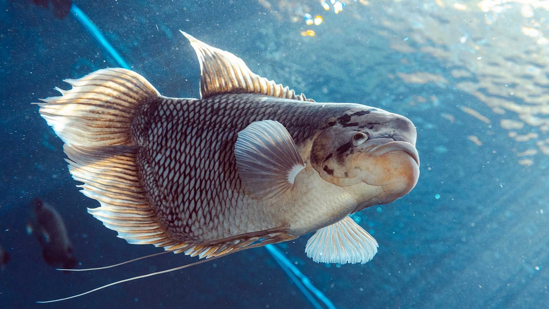 Giant Gourami Poema Del Mar Aquarium Gran Canaria