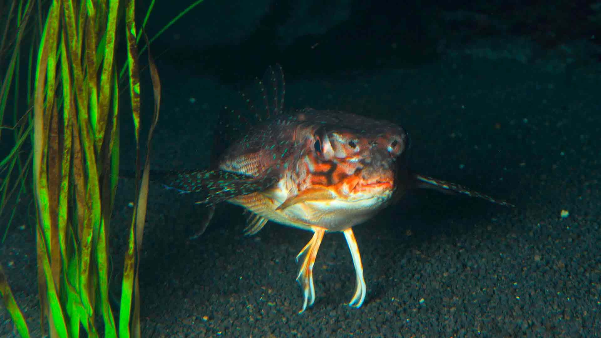 Flying Gurnard