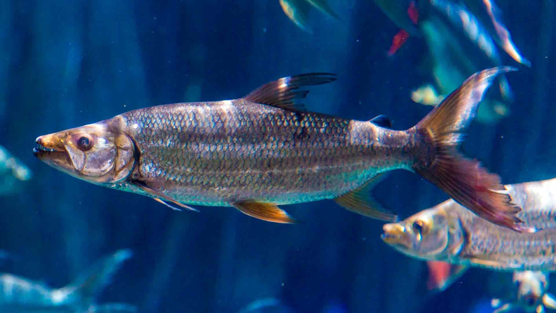 Pez Tigre Goliat Poema del Mar Acuario Gran Canaria