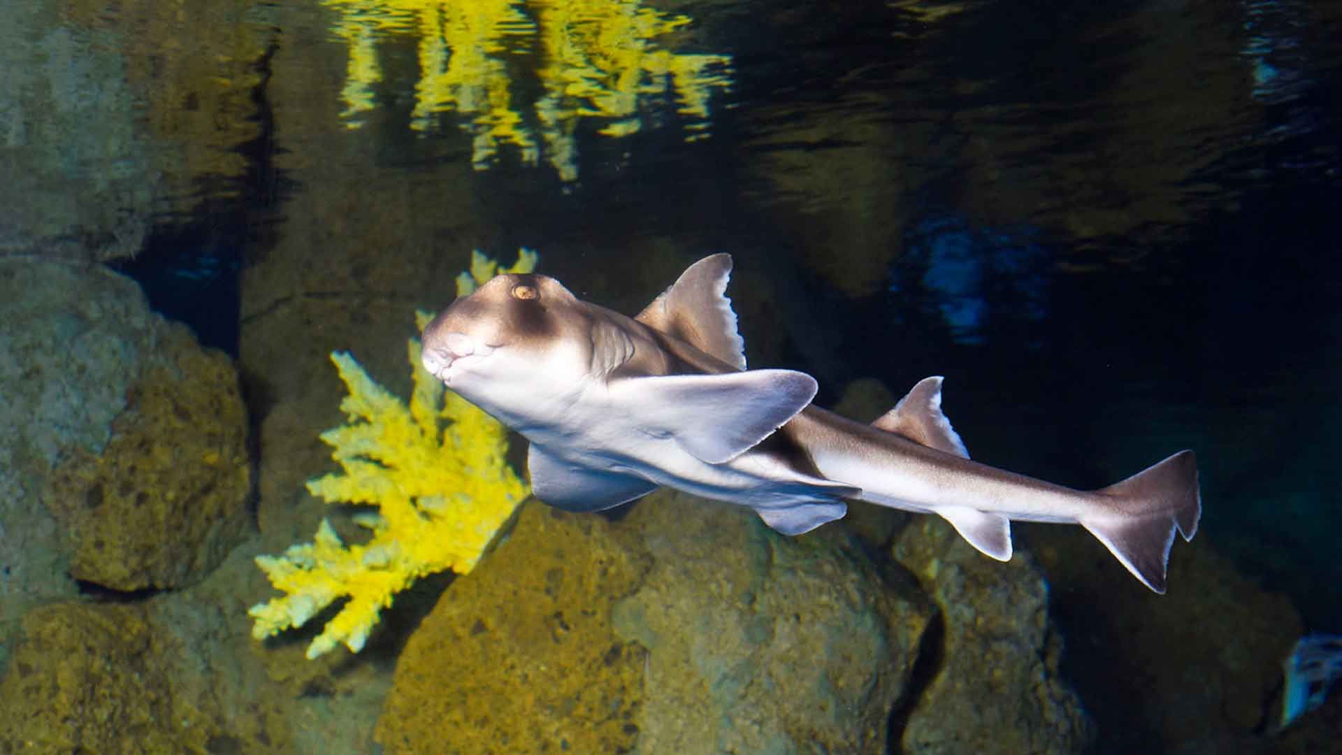 Port Jackson Shark