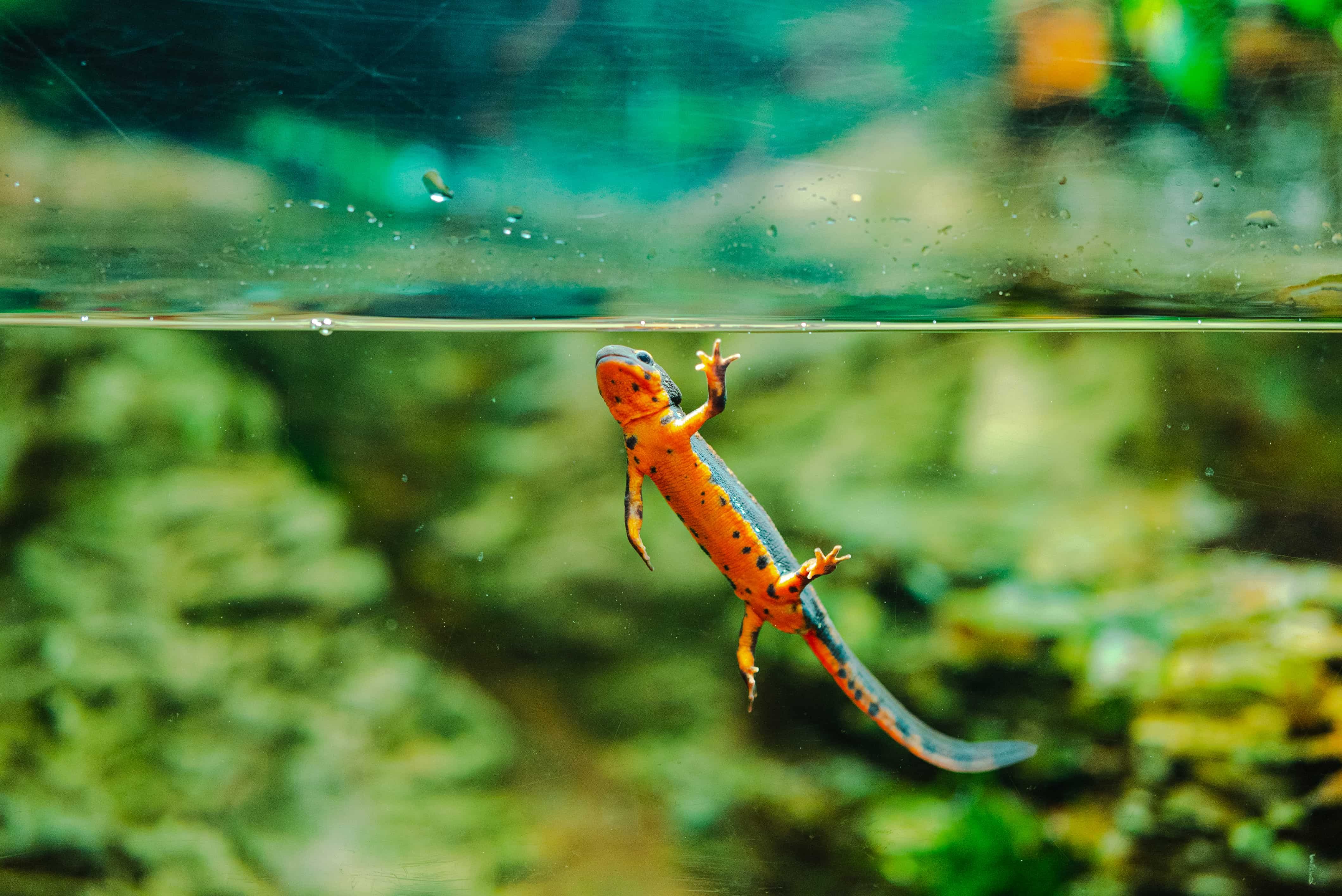 Rana arborícola de Australia