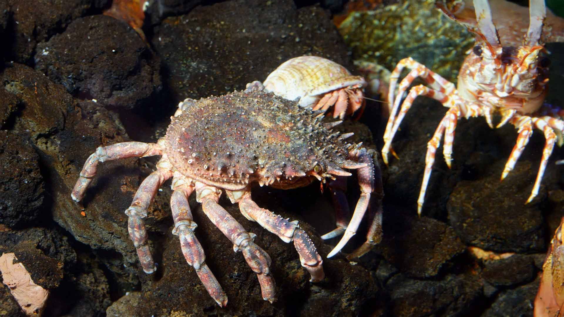 European Spider Crabs