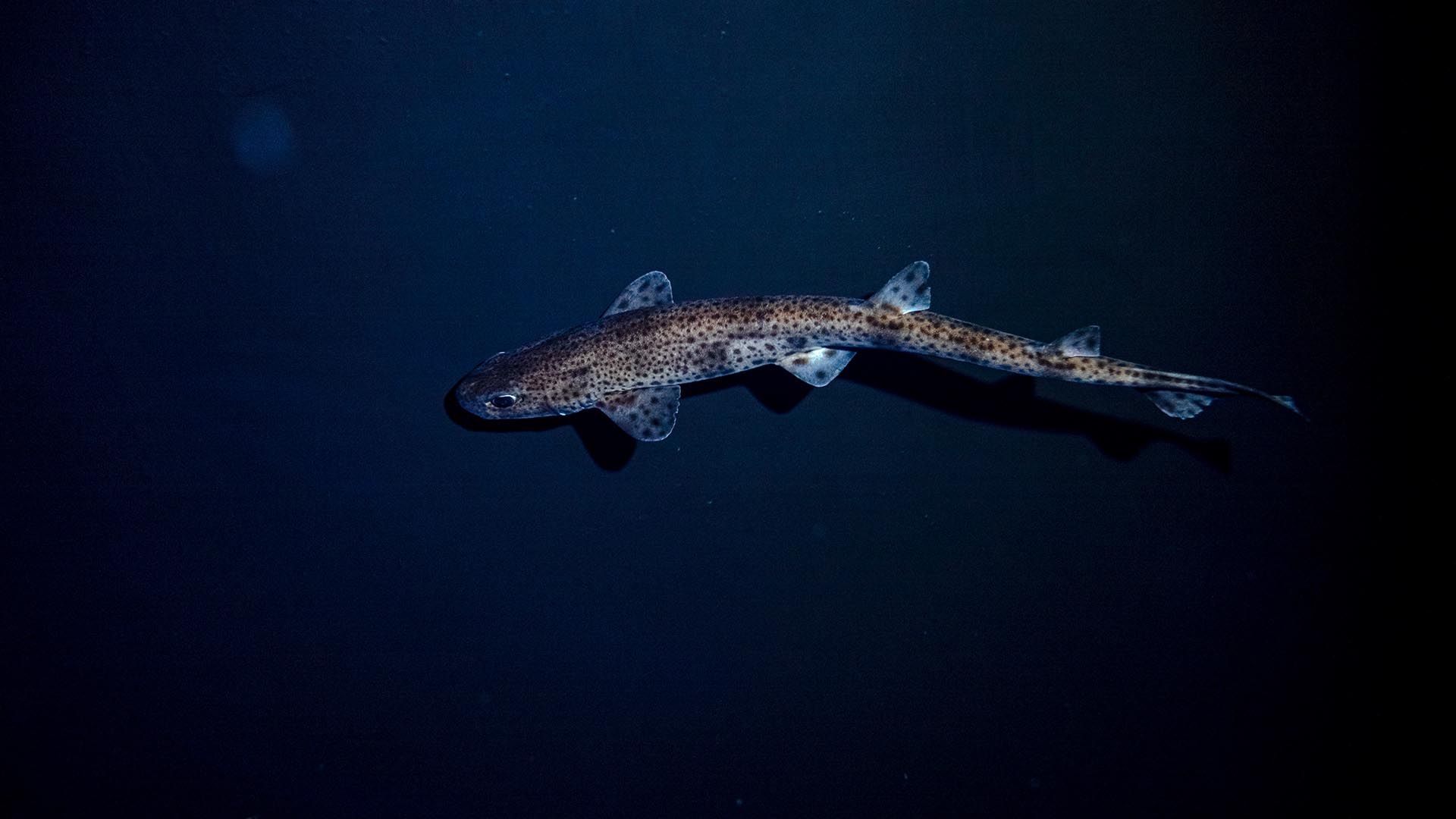 Kleingefleckte Katzenhai Poema Del Mar Aquarium Gran Canaria