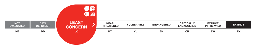 Estado de conservación preocupación menor anguila jardinera