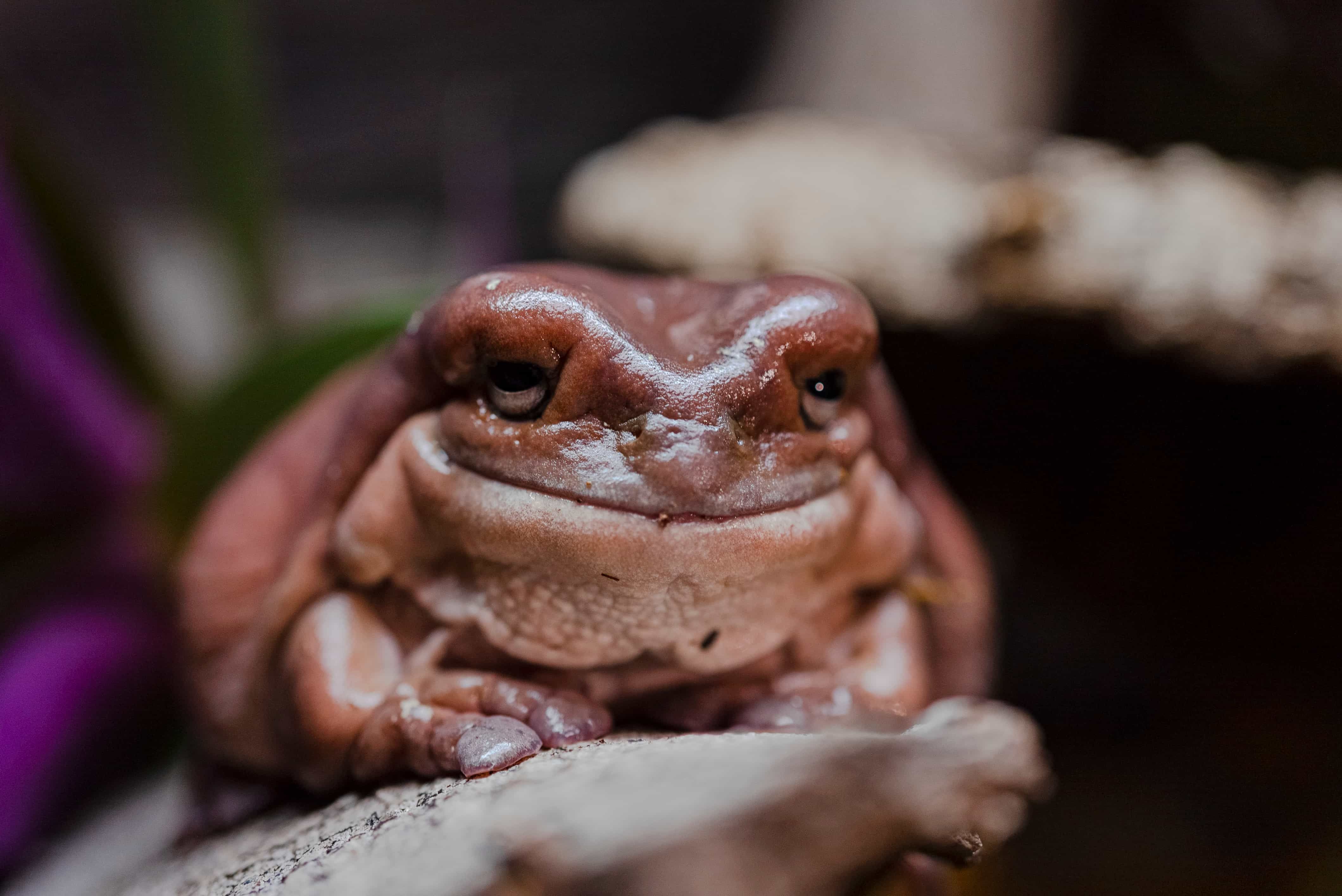 Rana arborícola Australiana características