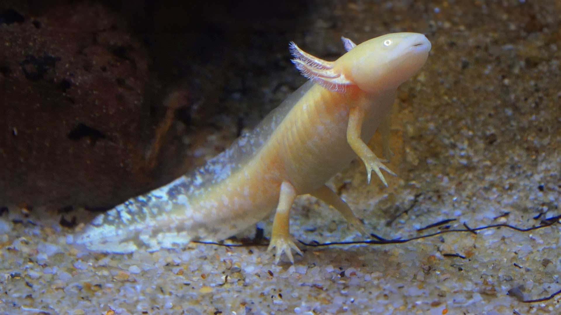 Mexican Axolotl