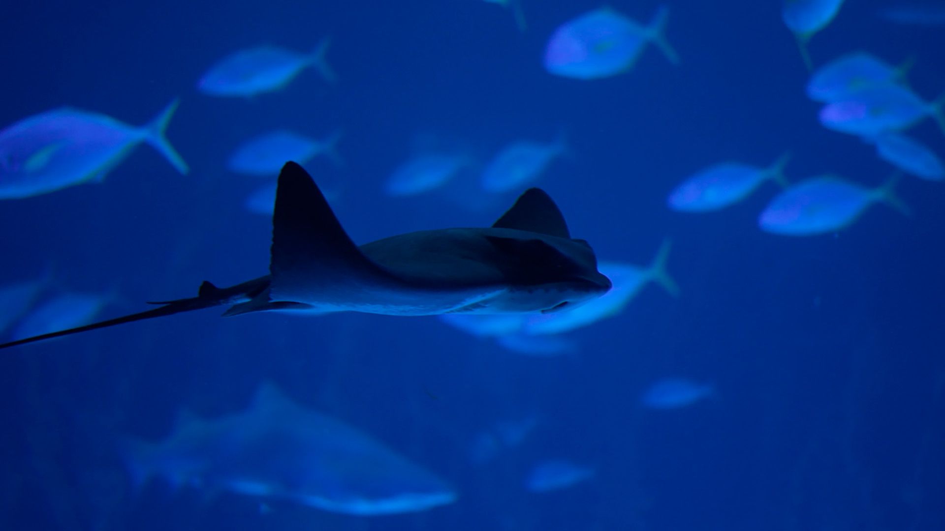 Raya águila Poema Del Mar Acuario Gran Canaria