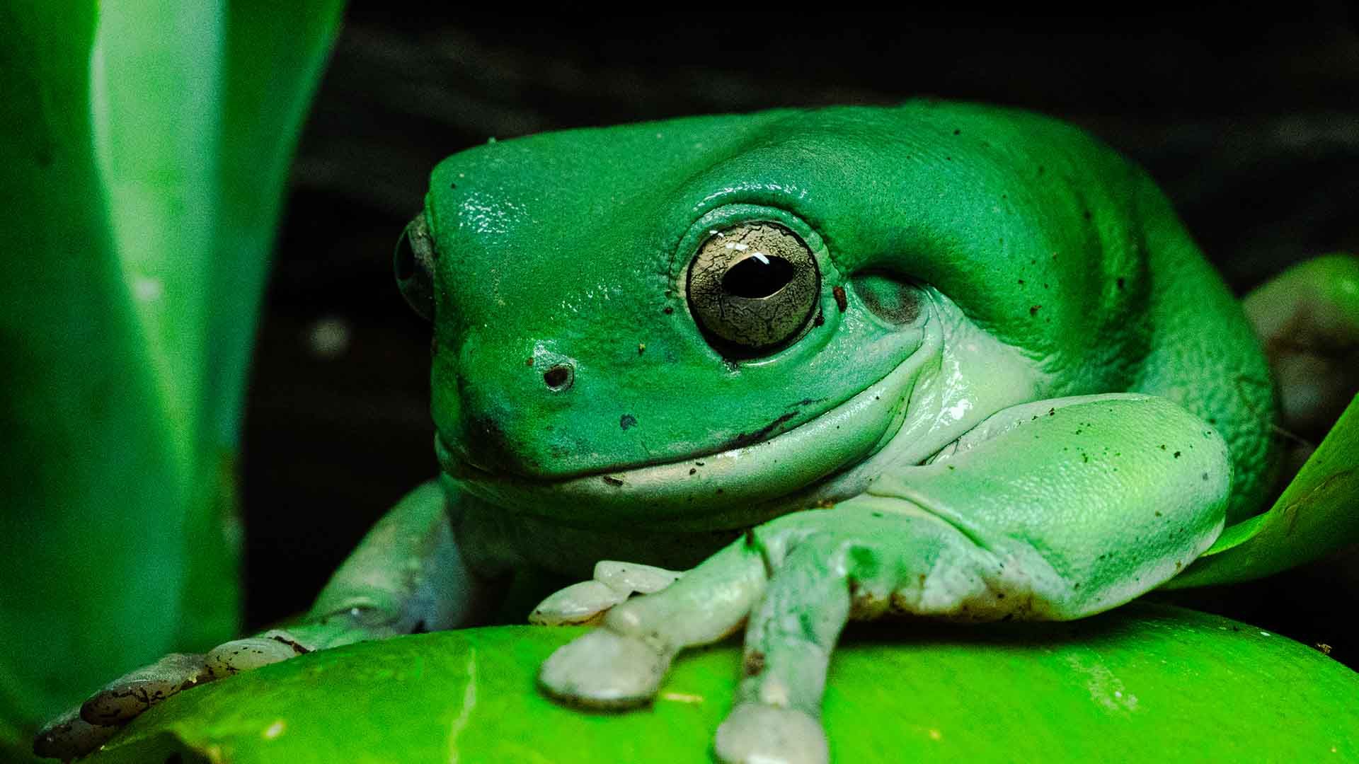 Korallenfinger-Laubfrosch Poema del Mar Aquarium Gran Canaria